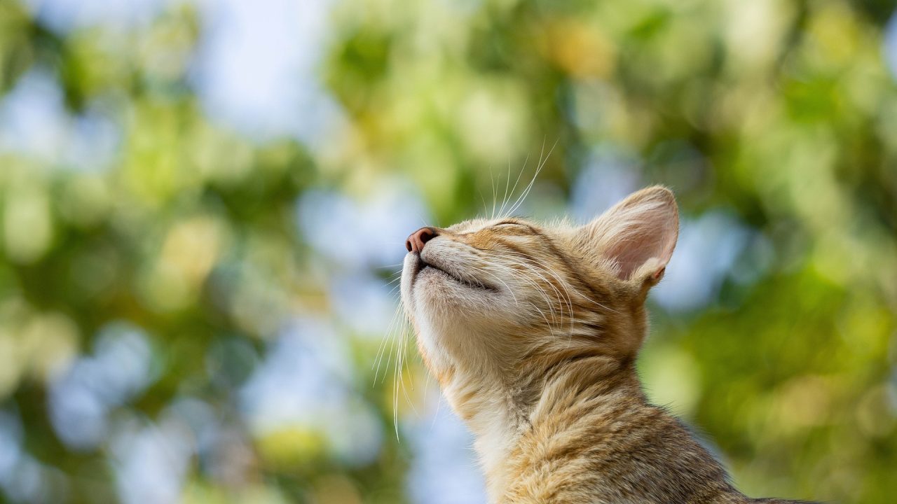 cat-4923824_1920