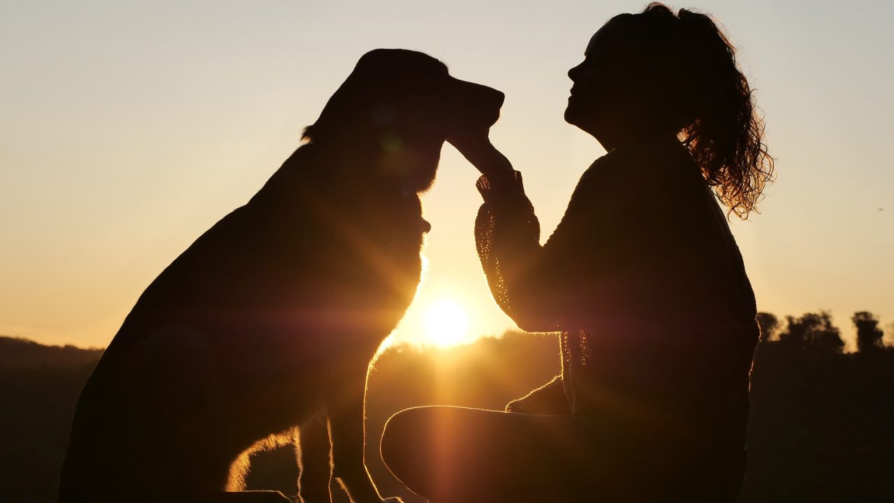dog-4494554_1920