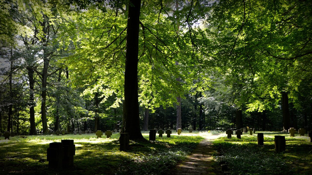 forest-1770080_1920